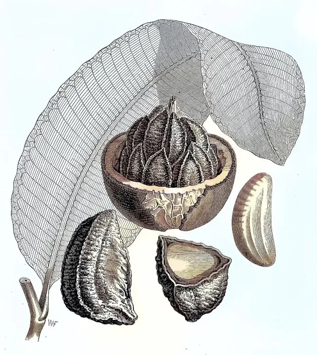 Framed Print : Brazil nut (Bertholletia excelsa) Framed Print : Brazil nut (Bertholletia excelsa)