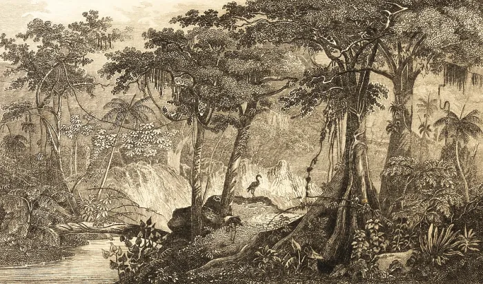 Framed Print : Brazilian rainforest, Brazil, inner tropics