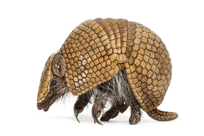 Framed Print : Brazilian three-banded armadillo