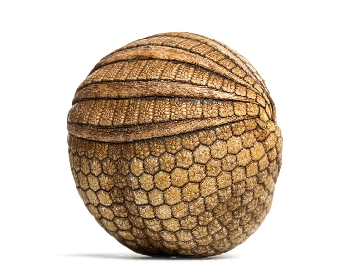 Framed Print : Brazilian three-banded armadillo rolled up