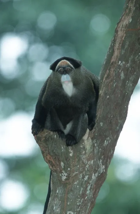 Framed Print : De Brazza's Monkey (Cercopithecus neglectus) De Brazza's Monkey (Cercopithecus neglectus)