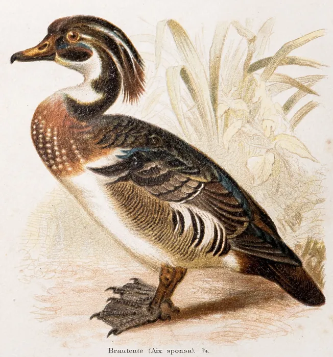 Framed Print : Bream duck (Aix sponsa), exotic duck with colourful plumage in brown Framed Print : Bream duck (Aix sponsa), exotic duck with colourful plumage in brown