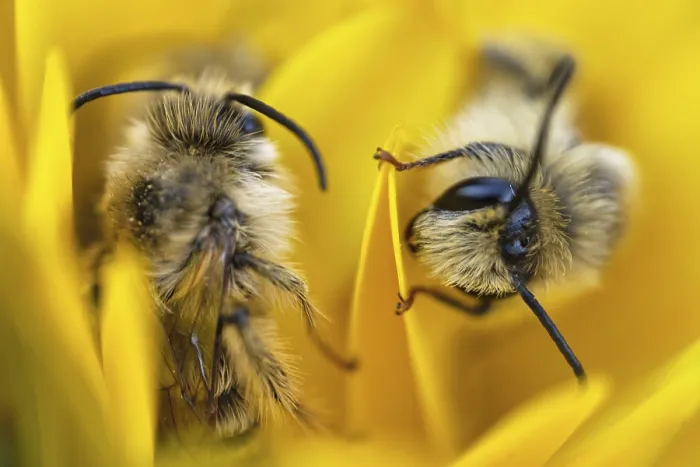 Framed Print : Breeches bee (Dasypoda hirtipes) sitting on a marigold flower (Calendula)