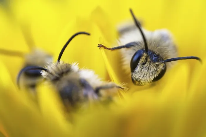 Framed Print : Breeches bee (Dasypoda hirtipes) sitting on a marigold flower (Calendula)