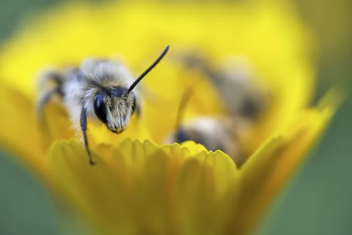 Framed Print : Breeches bee (Dasypoda hirtipes) sitting on a marigold flower (Calendula)
