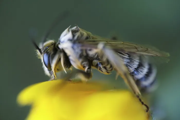 Framed Print : Breeches bee (Dasypoda hirtipes) sitting on a marigold flower (Calendula)