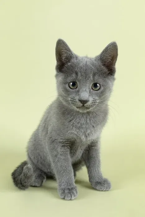 Framed Print : Breedcat Russian Blue (Felis silvestris catus)