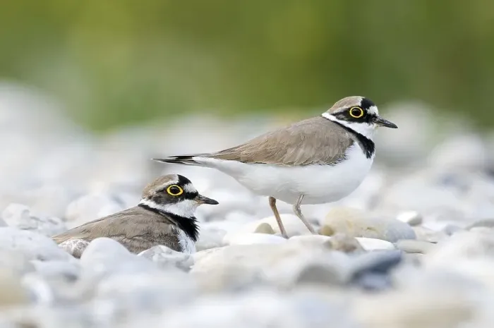 Framed Print : Breeding bird pair, Little ringed plover (Charadrius dubius) on gravel bank