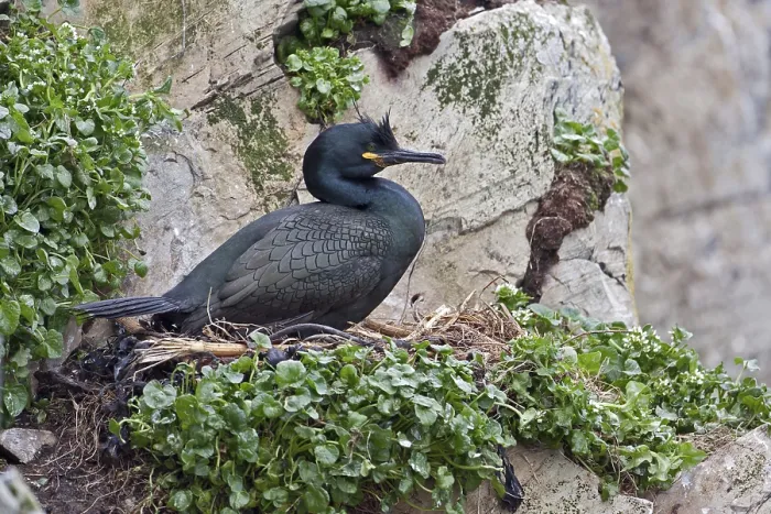 Framed Print : Breeding Cormorant, Phalacrocorax aristotelis