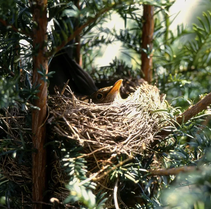 Framed Print : Breeding in yew hedge, blackbird (Turdus merula)