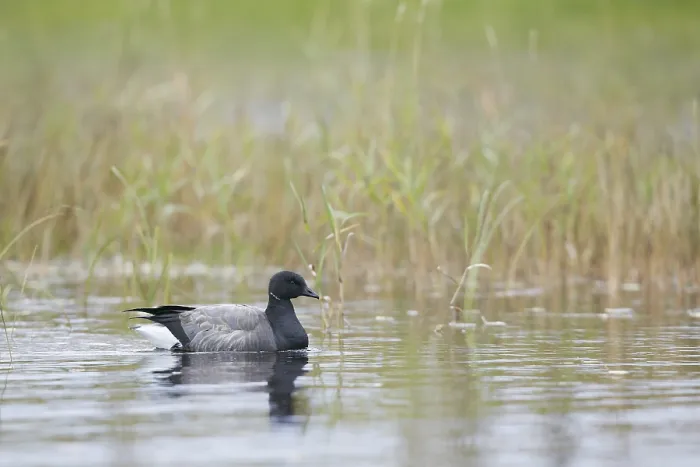 Framed Print : Brent goose (Branta bernicla)