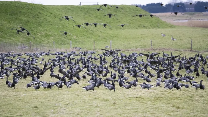 Framed Print : Brent Goose (Branta bernicla), migratory birds in flight and landing on pasture to feed Framed Print : Brent Goose (Branta bernicla), migratory birds in flight and landing on pasture to feed