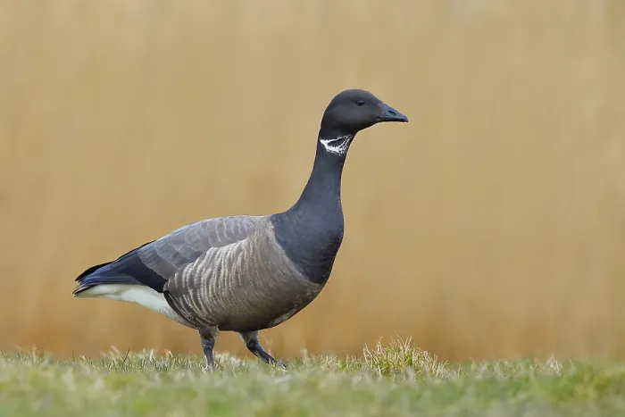 Framed Print : Brent goose (Branta bernicla) standing in a meadow