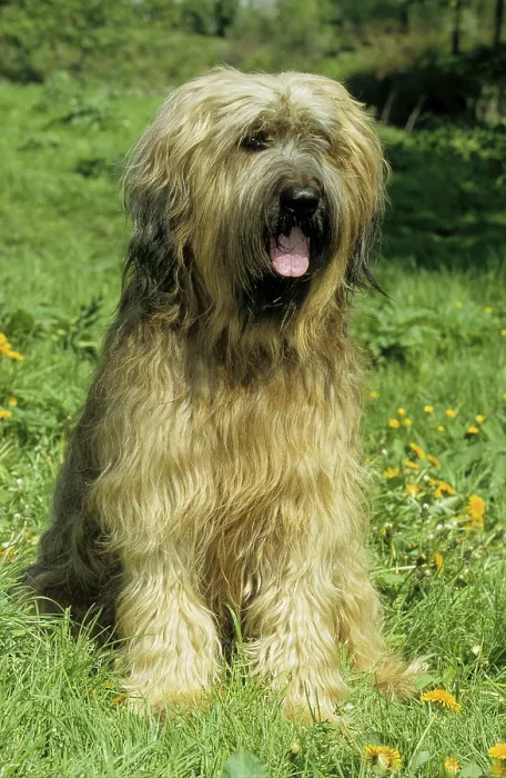 Framed Print : Briard, Berger de Brie, grise (grey) Framed Print : Briard, Berger de Brie, grise (grey)