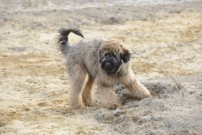 Framed Print : Briard, young, 7 months old, sand