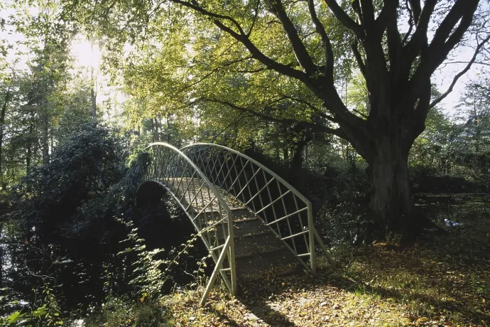 Framed Print : Bridge over a woodland pool, mature beech tree in autumn