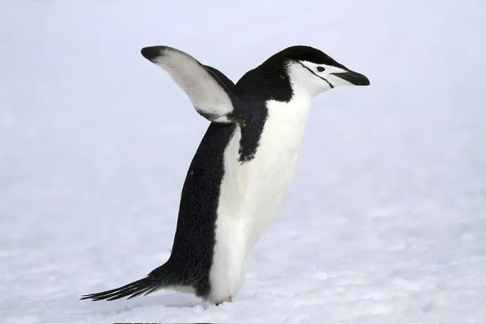 Framed Print : Bridled penguin in Antarctica, animals