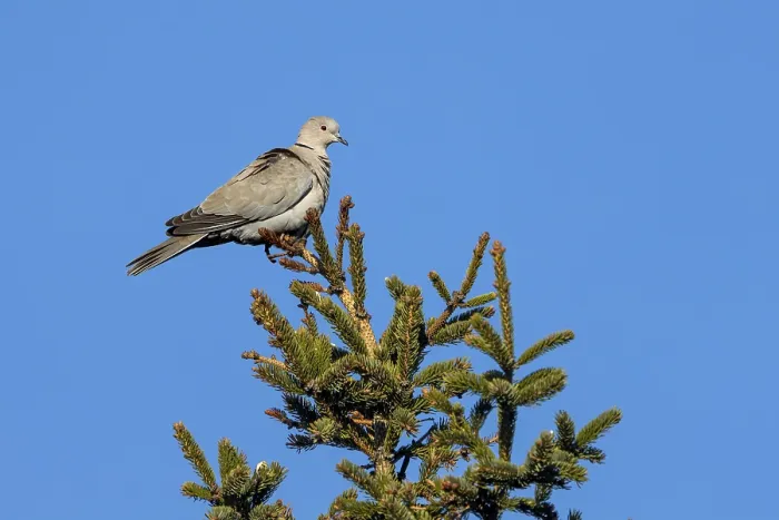 Framed Print : For a brief moment, the Eurasian collared dove (Streptopelia decaocto) sits on the top of a spruce tree