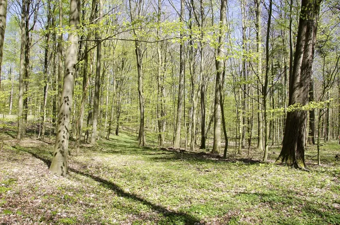 Framed Print : Bright beech forest in spring with many fresh leaves