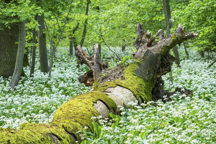 Framed Print : Bright forest with deciduous trees and white flowering wild garlic (Allium ursinum)