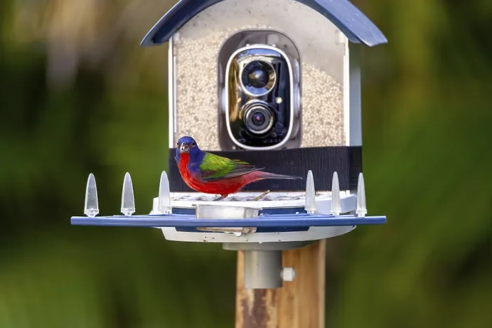 Framed Print : Bright Male painted bunting, Passerina ciris Framed Print : Bright Male painted bunting, Passerina ciris