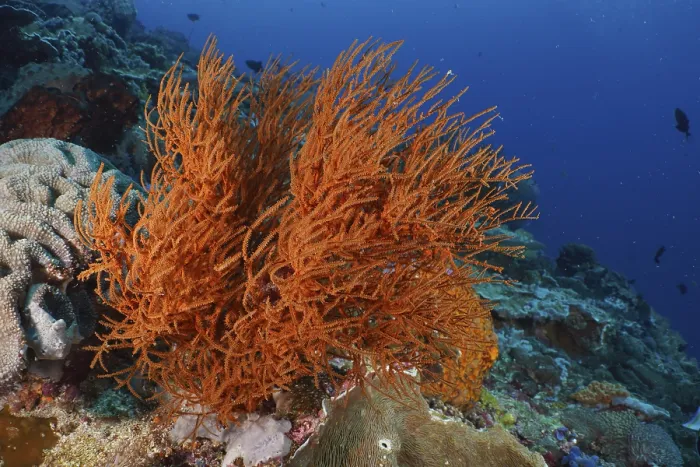 Framed Print : A bright orange Black coral (Antipathes dichotoma) can be seen in the lively coral reef Framed Print : A bright orange Black coral (Antipathes dichotoma) can be seen in the lively coral reef
