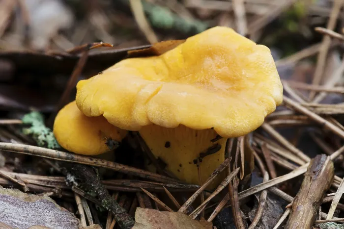 Framed Print : Bright orange edible chanterelle mushrooms growing on the ground in a pine forest Framed Print : Bright orange edible chanterelle mushrooms growing on the ground in a pine forest