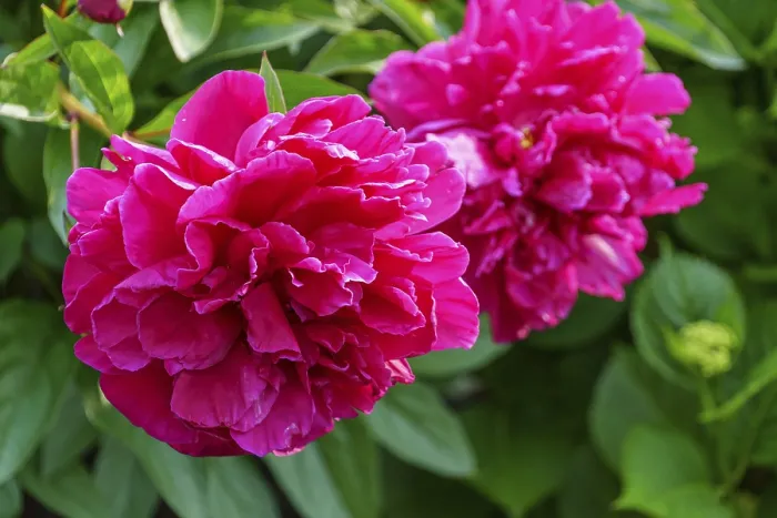 Framed Print : Two bright pink peony flowers in front of green leaves Framed Print : Two bright pink peony flowers in front of green leaves