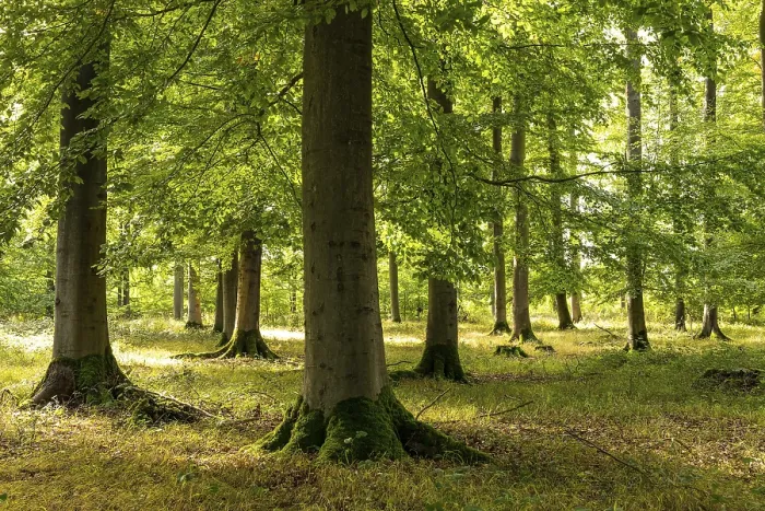 Framed Print : Bright rays of sunlight penetrate the foliage of the beech trees in a lush forest with tall