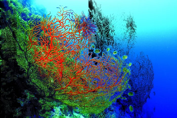 Framed Print : Bright red corals and some fish in the clear blue sea