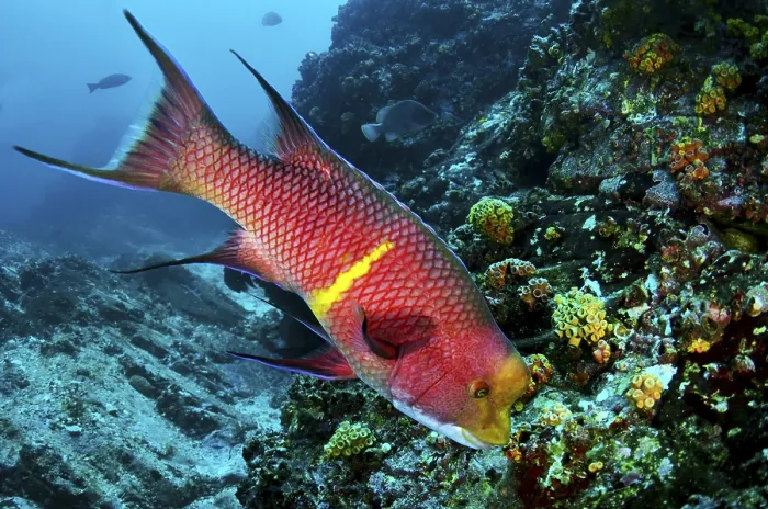 Framed Print : Bright red fish with yellow stripes swimming across a coral reef