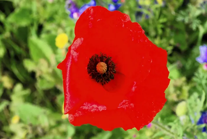 Framed Print : Bright red flower with dark centre in the garden Framed Print : Bright red flower with dark centre in the garden