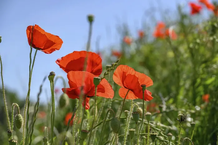 Framed Print : Bright red poppies on a green meadow against a blue sky