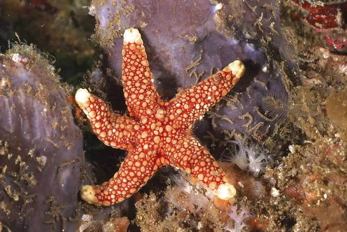 Framed Print : Bright red starfish with white markings