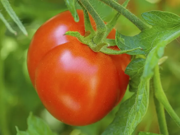 Framed Print : A bright red tomato plant ripening on the vine