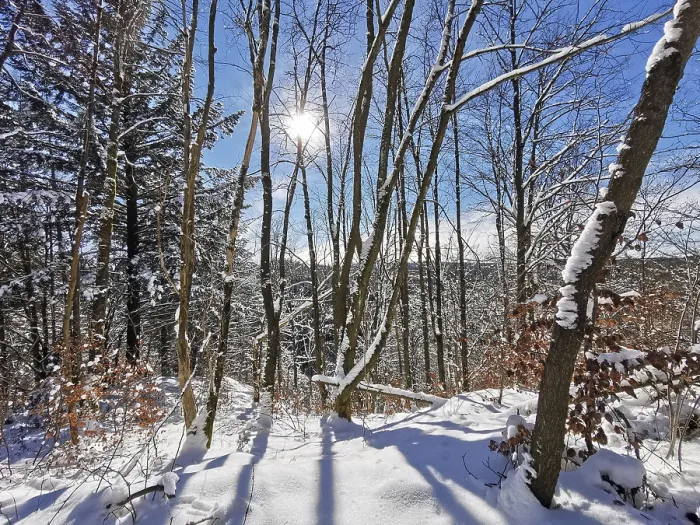 Framed Print : Bright winter forest with sun and blue sky