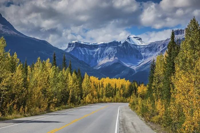 Framed Print : Bright yellow aspen and birch beside the road Framed Print : Bright yellow aspen and birch beside the road