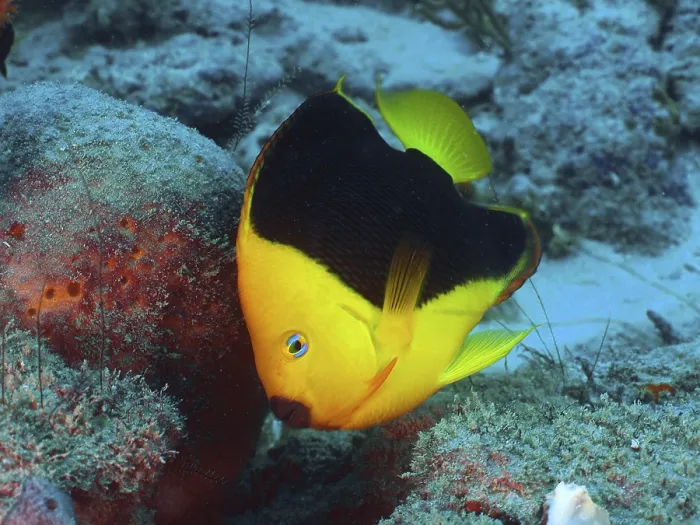 Framed Print : A bright yellow fish with black areas