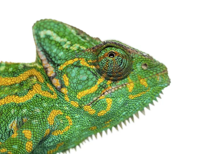 Framed Print : Bright Yemen chameleon, Chamaeleo calyptratus Framed Print : Bright Yemen chameleon, Chamaeleo calyptratus