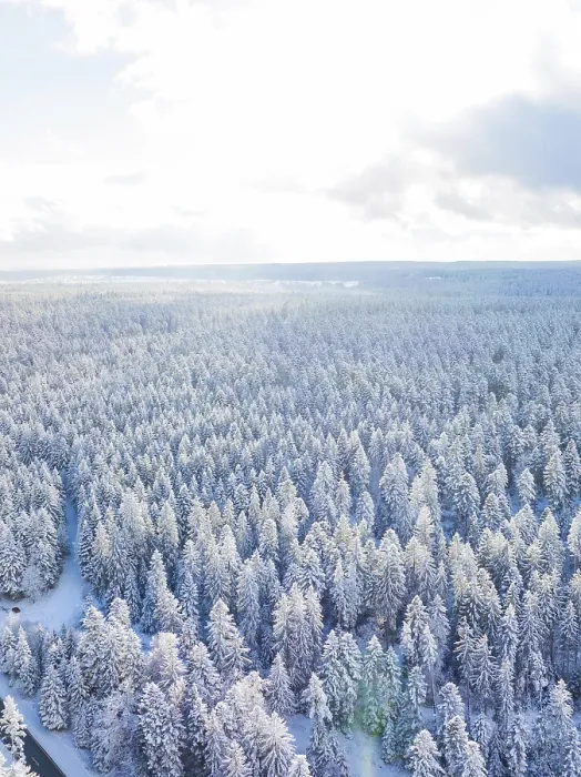 Framed Print : Brightly lit winter forest with snow-covered trees and sunny sky Framed Print : Brightly lit winter forest with snow-covered trees and sunny sky