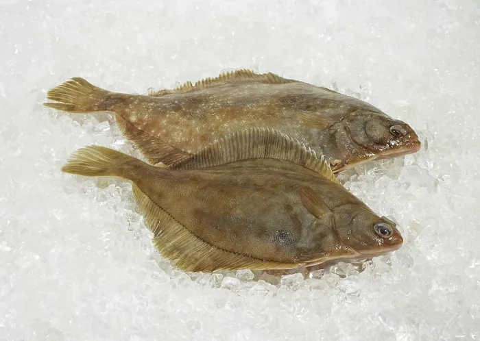 Framed Print : Brill, brill, other animals, fish
