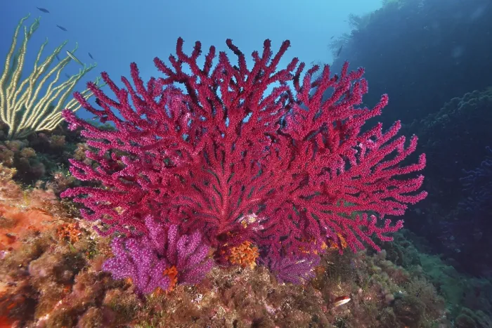 Framed Print : Brilliant red and purple corals