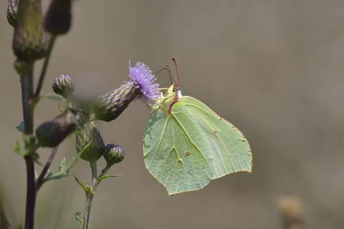 Framed Print : Brimstone (Gonepteryx rhamni), female