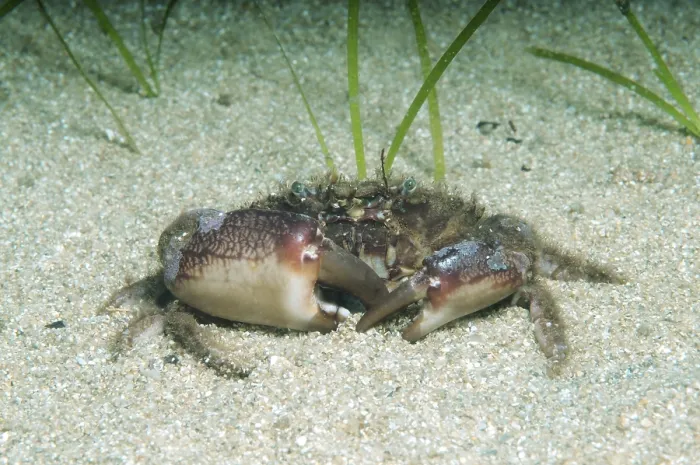 Framed Print : Bristly Crab, Hairy Crab (Pilumnus hirtellus)