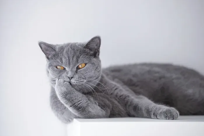 Framed Print : British cat lying on a white shelf Framed Print : British cat lying on a white shelf