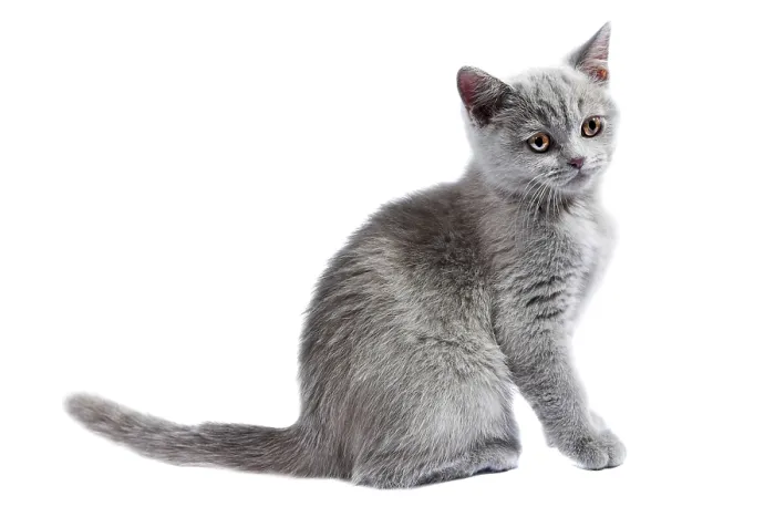 Framed Print : British kitten isolated on the white