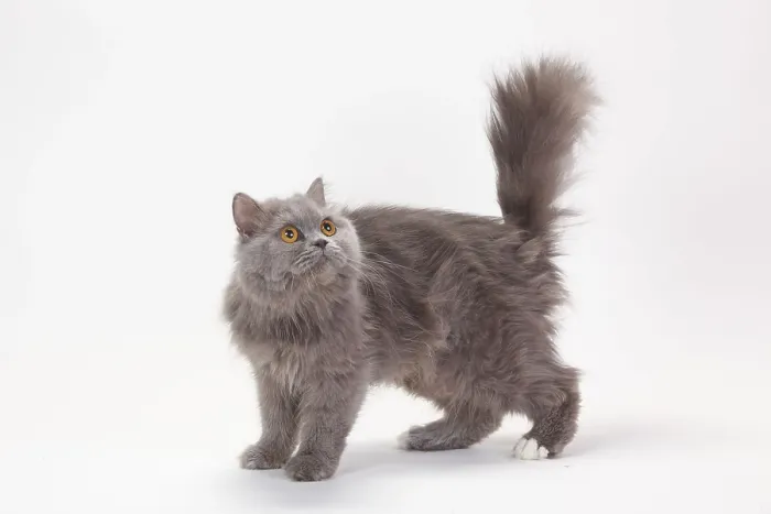 Framed Print : British longhair cat, blue-white Framed Print : British longhair cat, blue-white