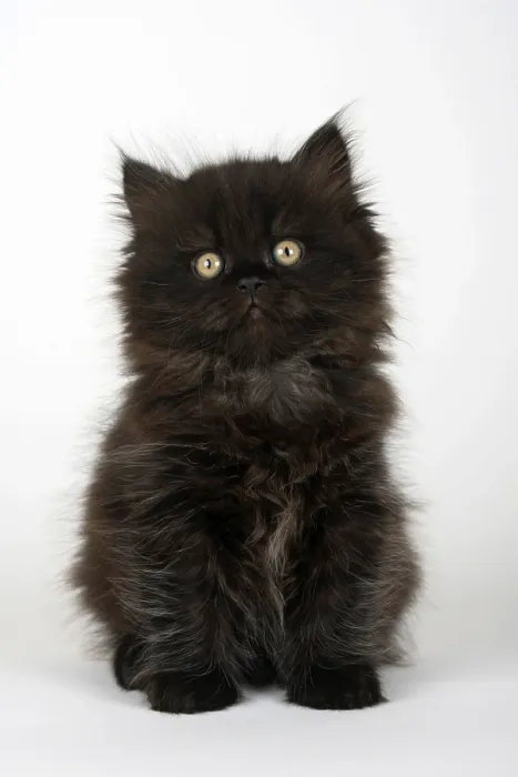 Framed Print : British longhair cat, kitten, 8 weeks