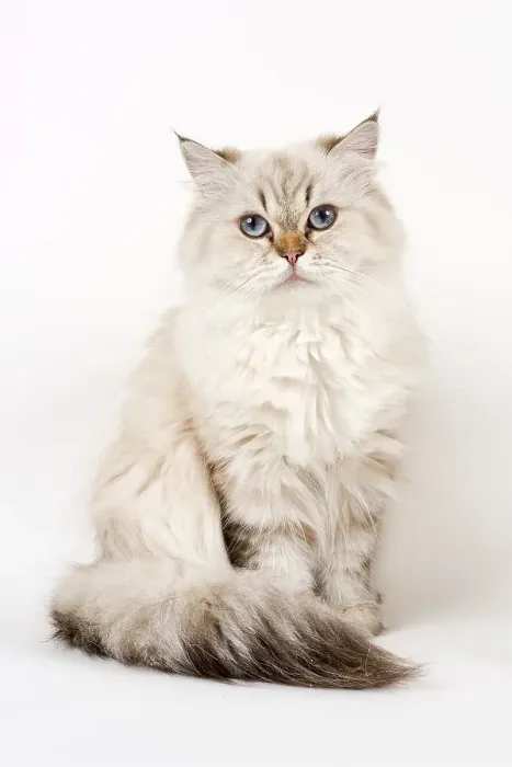 Framed Print : British Longhair cat, sitting