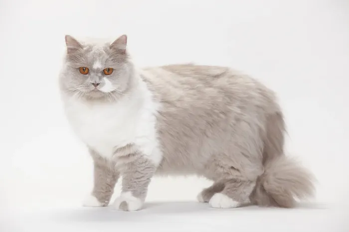 Framed Print : British Longhair, lilac-white